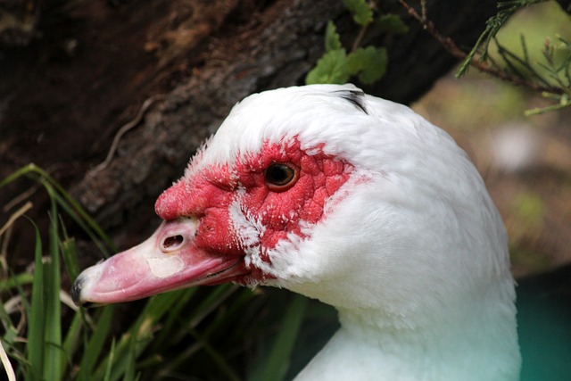 越来越多的 越来越多的