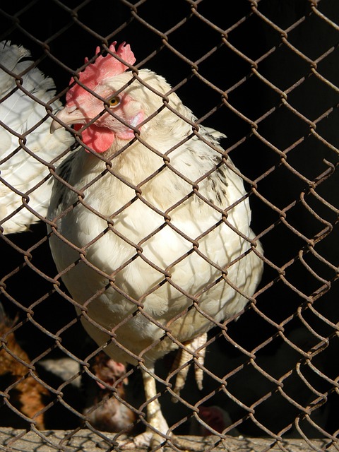 法国队的定 法国队的定